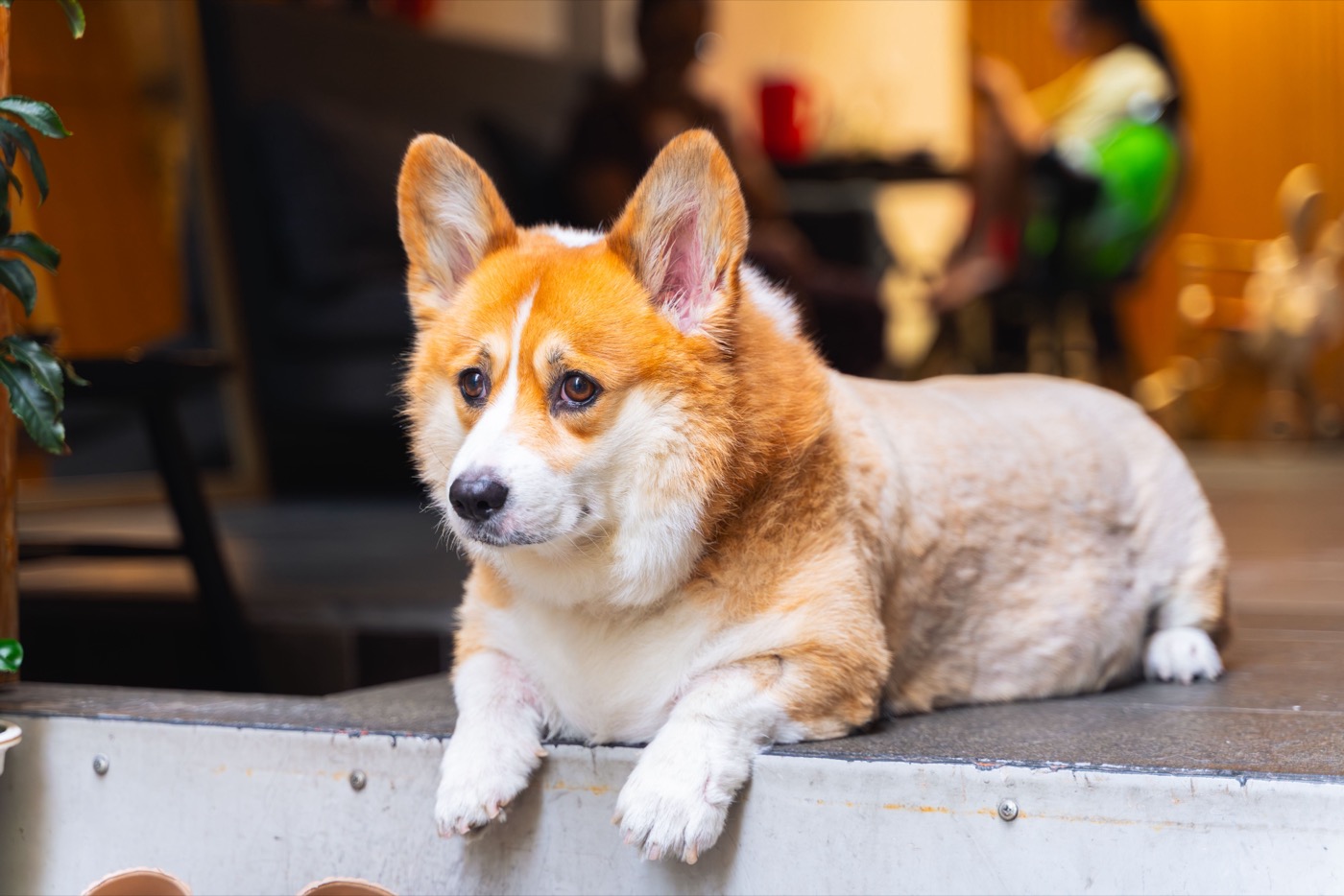カフェでくつろぐ犬